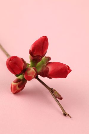 Quince buds on pink backgroundの写真素材