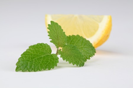 Lemon balm and lemonの写真素材