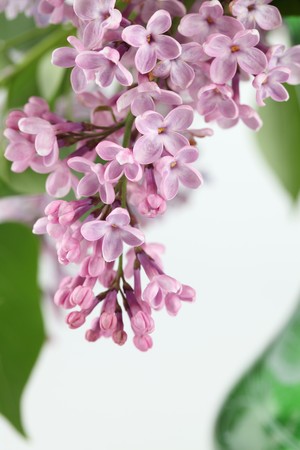 Purple lilacの写真素材