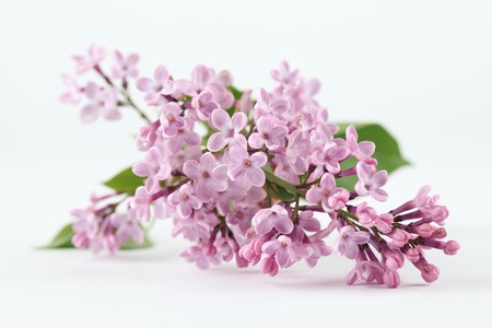 Purple lilacの写真素材