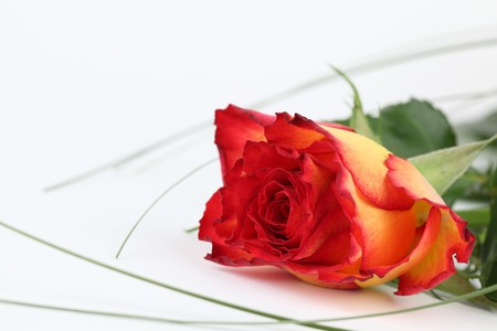 Red-yellow roseの写真素材