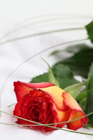 Red-yellow roseの写真素材