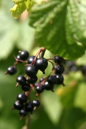 Black currantの写真素材
