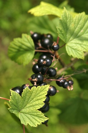 Black currantの写真素材