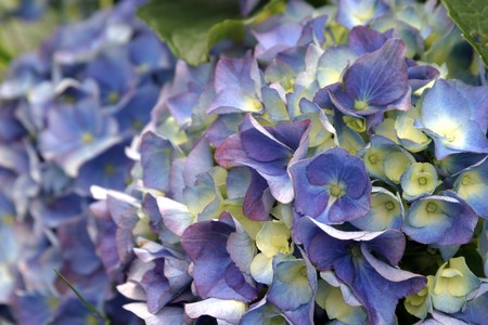 Blue hydrangeaの写真素材