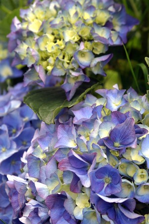 Blue hydrangeaの写真素材