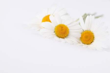 Oxeye daisies on white backgroundの写真素材