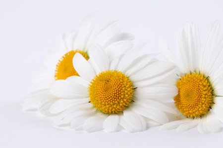 Oxeye daisies on white backgroundの写真素材