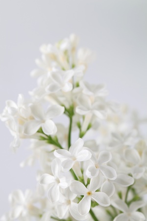 Beautiful fragrant white lilac on white background. Soft focusの写真素材