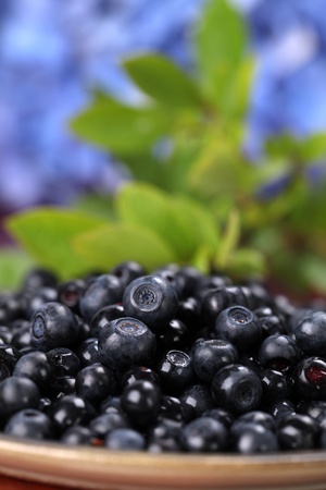 Fresh wild blueberries on a plate. Shallow DOFの写真素材