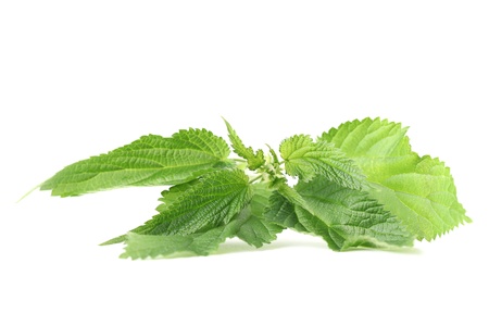 Close-up of fresh stinging nettle isolated on white background  Shallow dofの写真素材