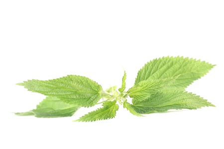 Close-up of fresh stinging nettle isolated on white background  Shallow dofの写真素材