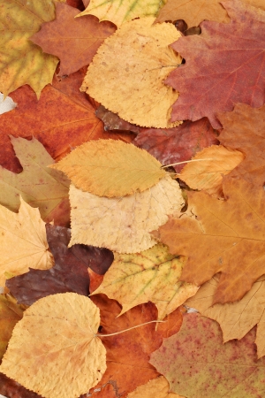 Autumn background made from various colorful leavesの写真素材