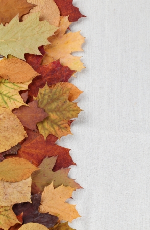 Autumn border made from various colorful leavesの写真素材