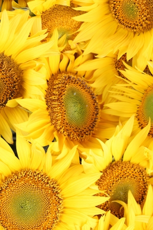 Background made from beautiful yellow sunflowers in full bloomの写真素材