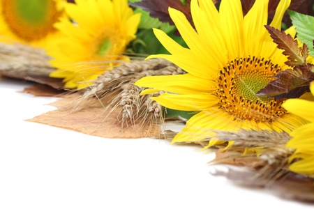Sunflower border with barley and colorful leaves isolated on white backgroundの写真素材