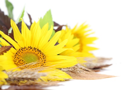 Autumn arrangement with beautiful sunflower isolated on whiteの写真素材
