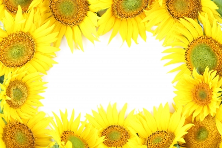 Frame made from beautiful yellow sunflowers isolated on white backgroundの写真素材