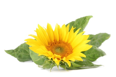 Close-up of a sunflower isolated on white backgroundの写真素材