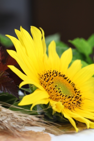 Autumn arrangement with beautiful sunflower  Shallow dofの写真素材