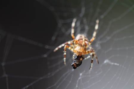 Close-up of a diadem spider with its prey on a cobweb  Very shallow dofの写真素材