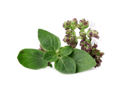 Close-up of fresh blooming oregano isolated on white backgroundの写真素材