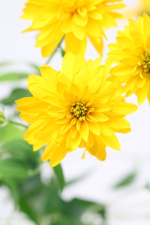 Yellow flowers isolated on white background  Shallow dofの写真素材