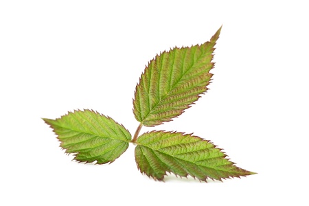 Fresh blackberry leaf isolated on white backgroundの写真素材