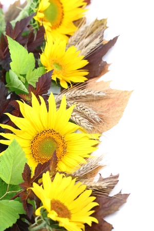 Sunflower border with barley and colorful leaves isolated on white backgroundの写真素材