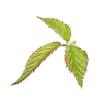 Fresh blackberry leaf isolated on white backgroundの写真素材