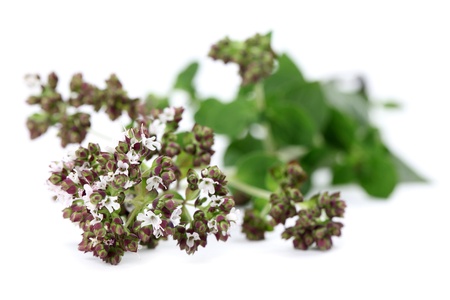 Close-up of fresh blooming oregano isolated on white backgroundの写真素材