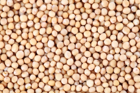 Food background made of many mustard seedsの写真素材