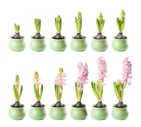 Pink hyacinth in twelve stages of growthの写真素材