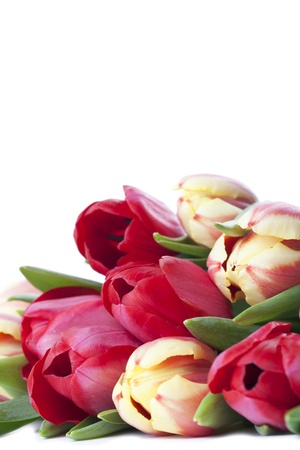 Red and yellow tulips isolated on white backgroundの写真素材