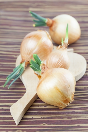 Organic onions with fresh green sprouts  Shallow dofの写真素材