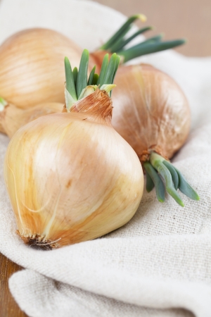 Organic onions with fresh green sprouts  Shallow dofの写真素材