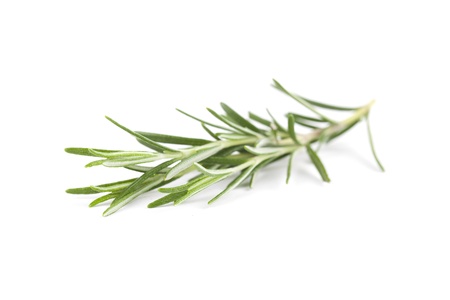 Fresh organic rosemary isolated on white background  Shallow dofの写真素材