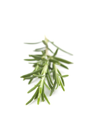 Fresh organic rosemary isolated on white background  Shallow dofの写真素材