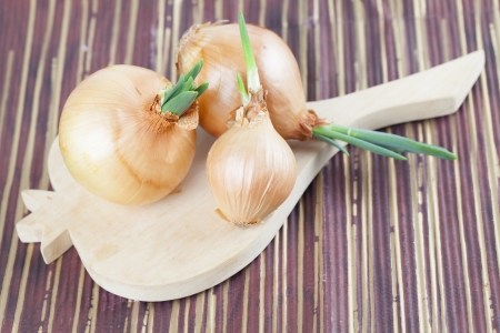 Organic onions with fresh green sprouts  Shallow dofの写真素材
