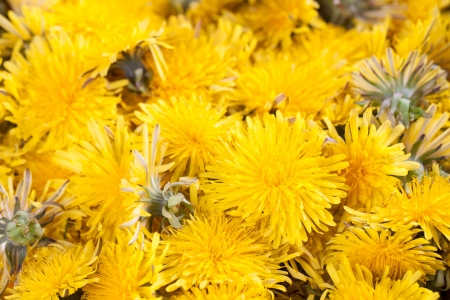 Background made of beautiful bright yellow dandelionsの写真素材