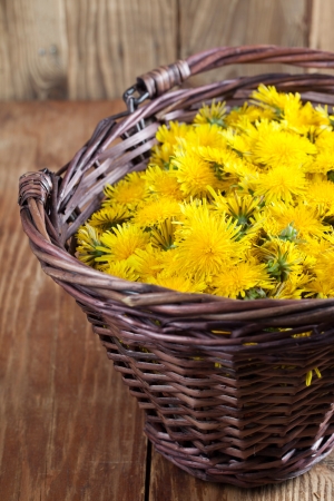 Freshly picked dandelions in a wicker basketの写真素材
