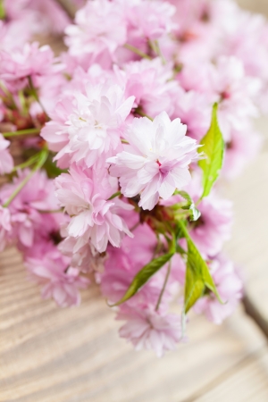 Sakura - Japanese pink cherry blossoms on wooden backgroundの写真素材