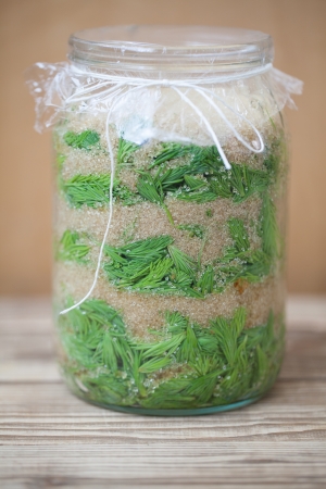 Jar with young spruce sprouts and cane sugar - making spruce syrup, alternative medicine for cough, cold or fluの写真素材