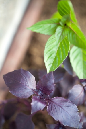 Purple and green thai basil in a flowerpot  Shallow dofの写真素材