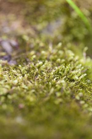 Close up of moss  Very shallow dofの写真素材