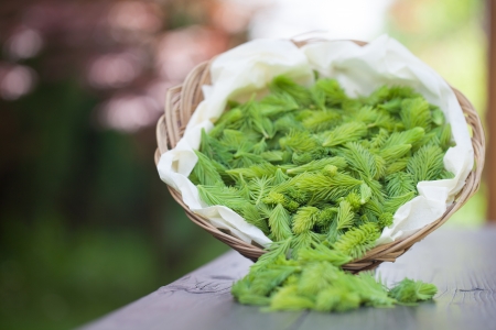 Freshly picked young spruce sprouts in a wicker basketの写真素材
