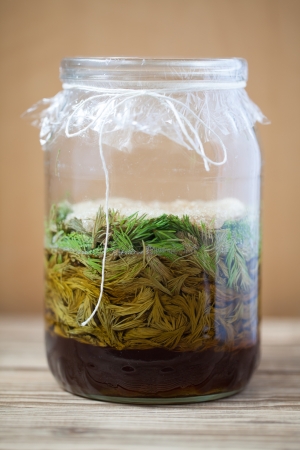 Jar with young spruce sprouts and cane sugar - making spruce syrup, alternative medicine for cough, cold or fluの写真素材