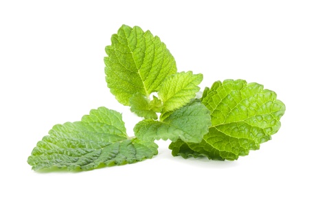Close-up of fresh organic lemon balm isolated on white background  Shallow dofの写真素材