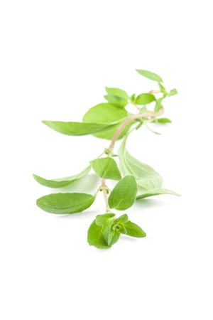 Close-up of fresh organic marjoram isolated on white background  Shallow dofの写真素材