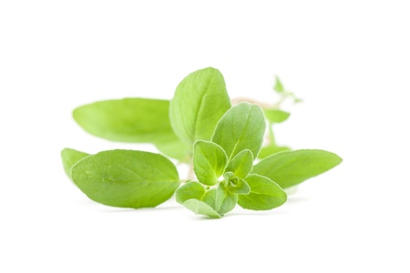 Close-up of fresh organic marjoram isolated on white background  Shallow dofの写真素材